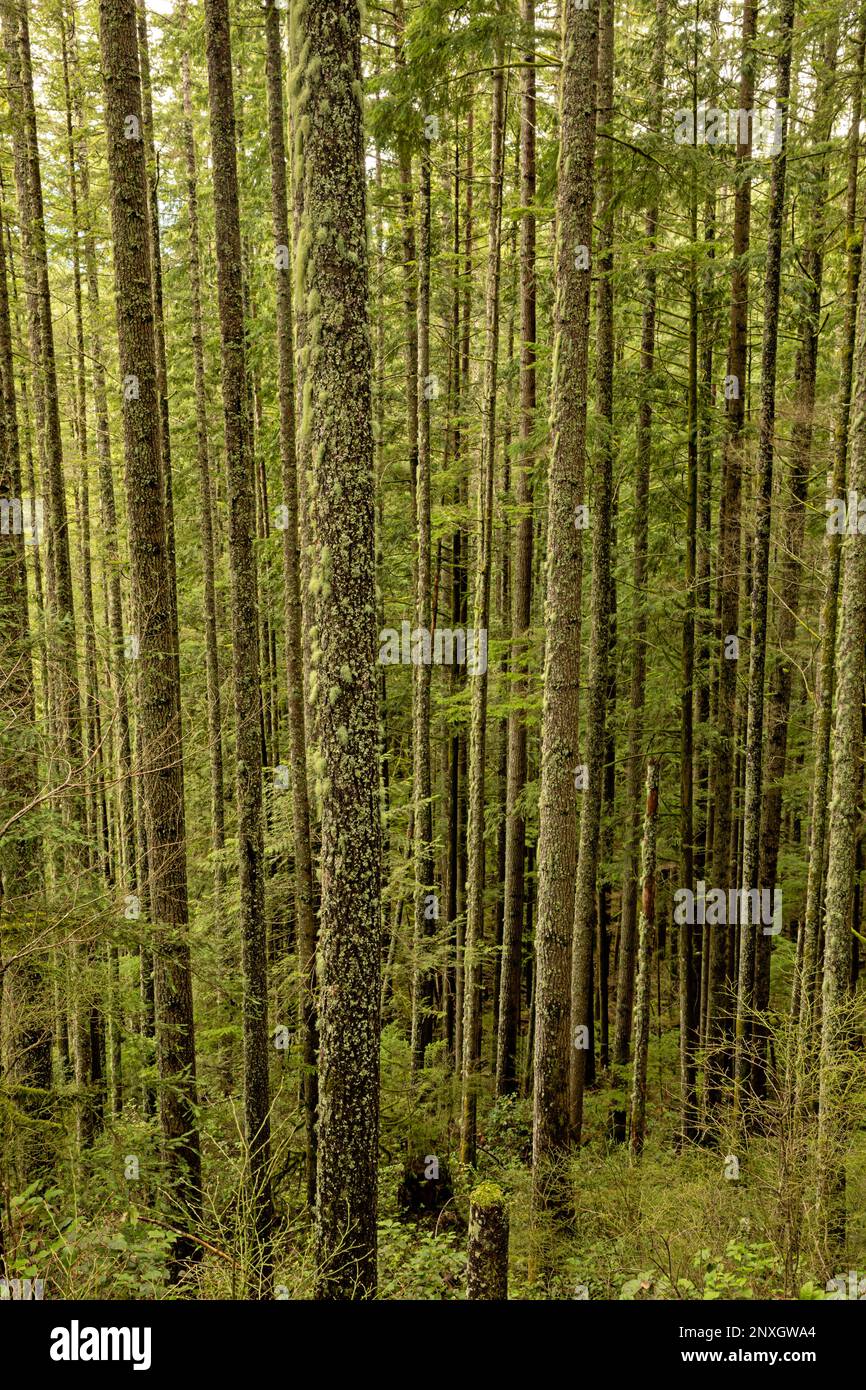 WA2315200...WASHINGTON Tall, skinny, trees growing in the forest