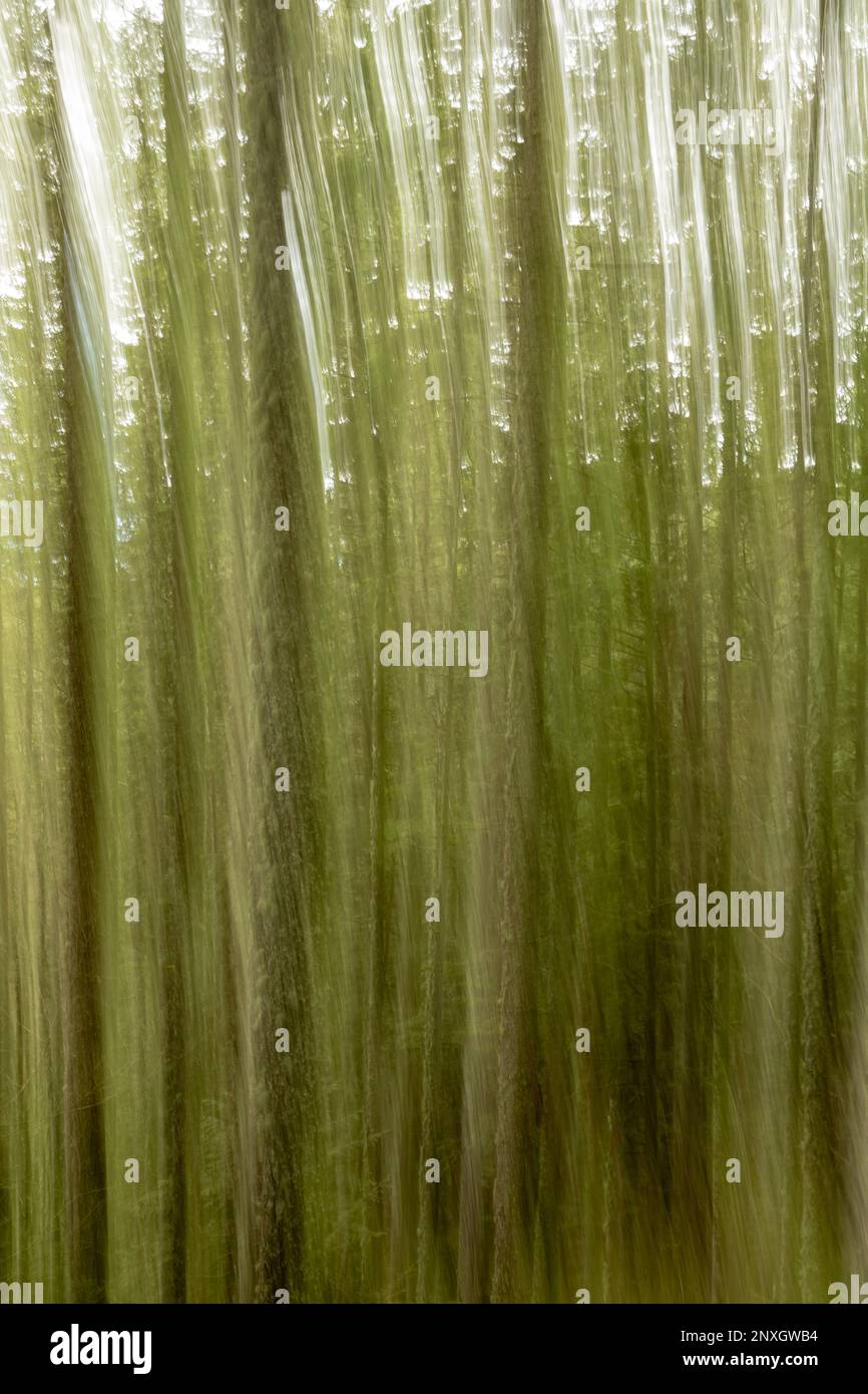 WA23155-00...WASHINGTON - Pan motion view of a forest of tall, skinny, moss covered trees in Wallace Falls State Park. Stock Photo