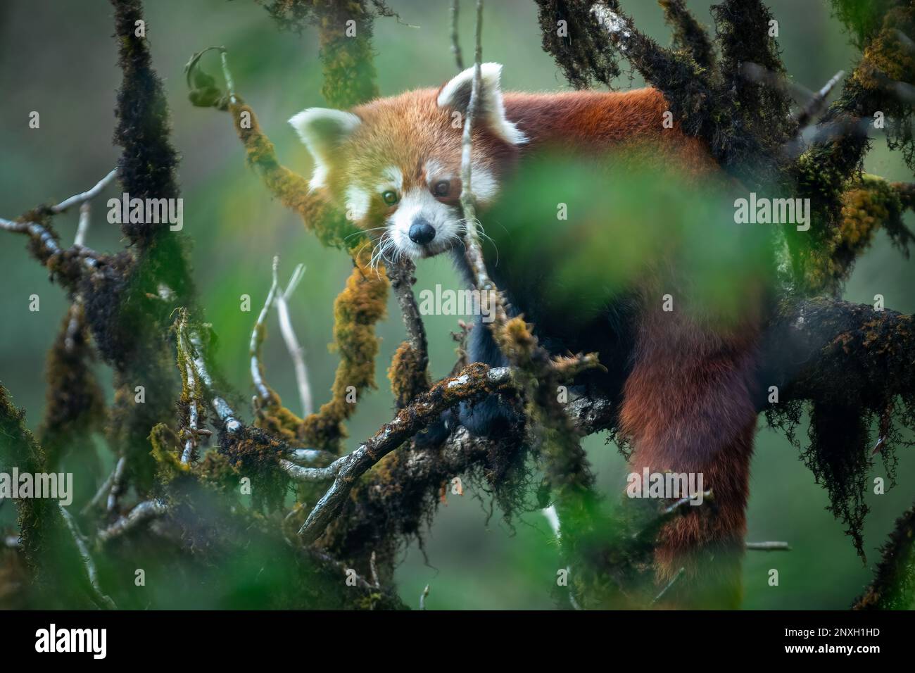 Medium telephoto image of a red panda female sitting in a mossy oak nut tree Stock Photo