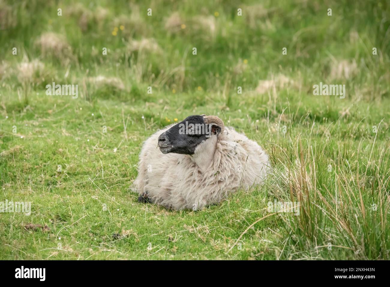 scottish black faced Sheep sitting on the grass, in a field in Scotland