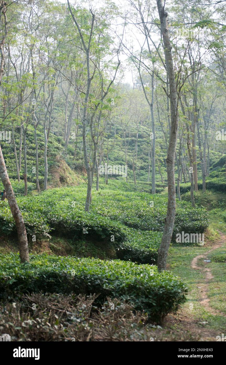 Natural beauty scene of tea garden, water fall in Sylhet, Bangladesh. Stock Photo
