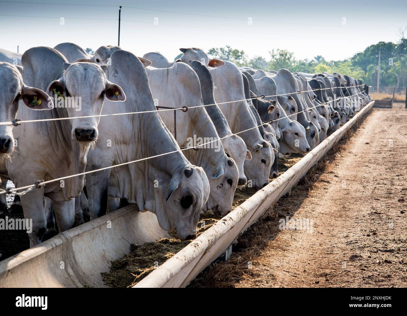 Brahman Cattle Feeding In Pallet Inside The Feedlot Range Stock Photo brahman-cattle-feeding-in-pallet-inside-the-feedlot-range-stock-photo