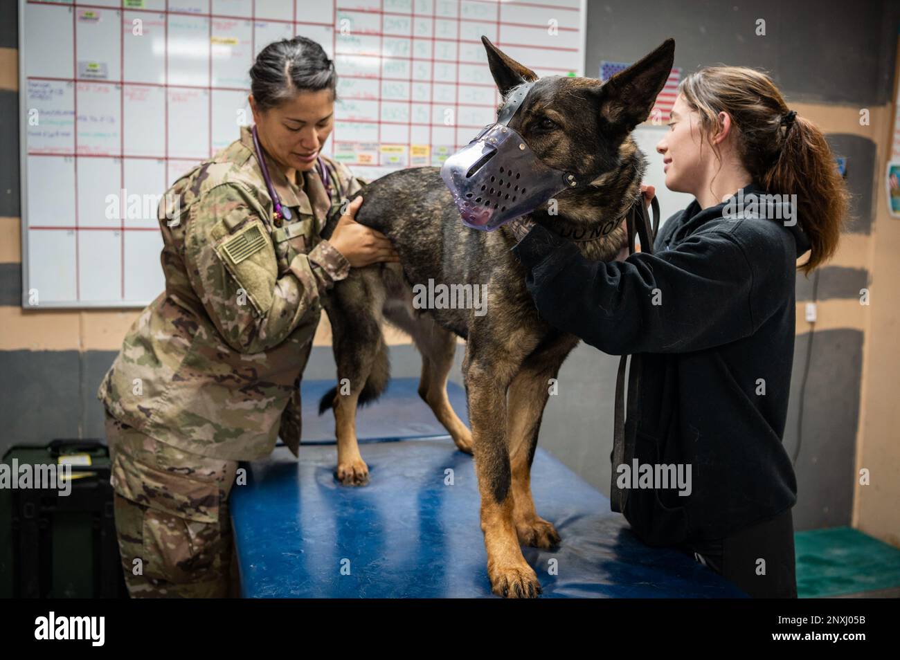 U.S. Army Capt. Leilani Im, a 109th Medical Detachment Veterinary Services veterinarian, performs a health certification on Noryk, 226th Military Police Detachment (Military Working Dog), at Ali Al Salem Air Base, Kuwait, Jan. 17, 2023. AASAB is a hub for sending MWDs in and out of United States Central Command’s area of responsibility, and they need to be medically cleared before leaving for their missions. Veterinary Services is responsible for providing health certifications and exams for all MWDs passing in and out of Kuwait. Stock Photo