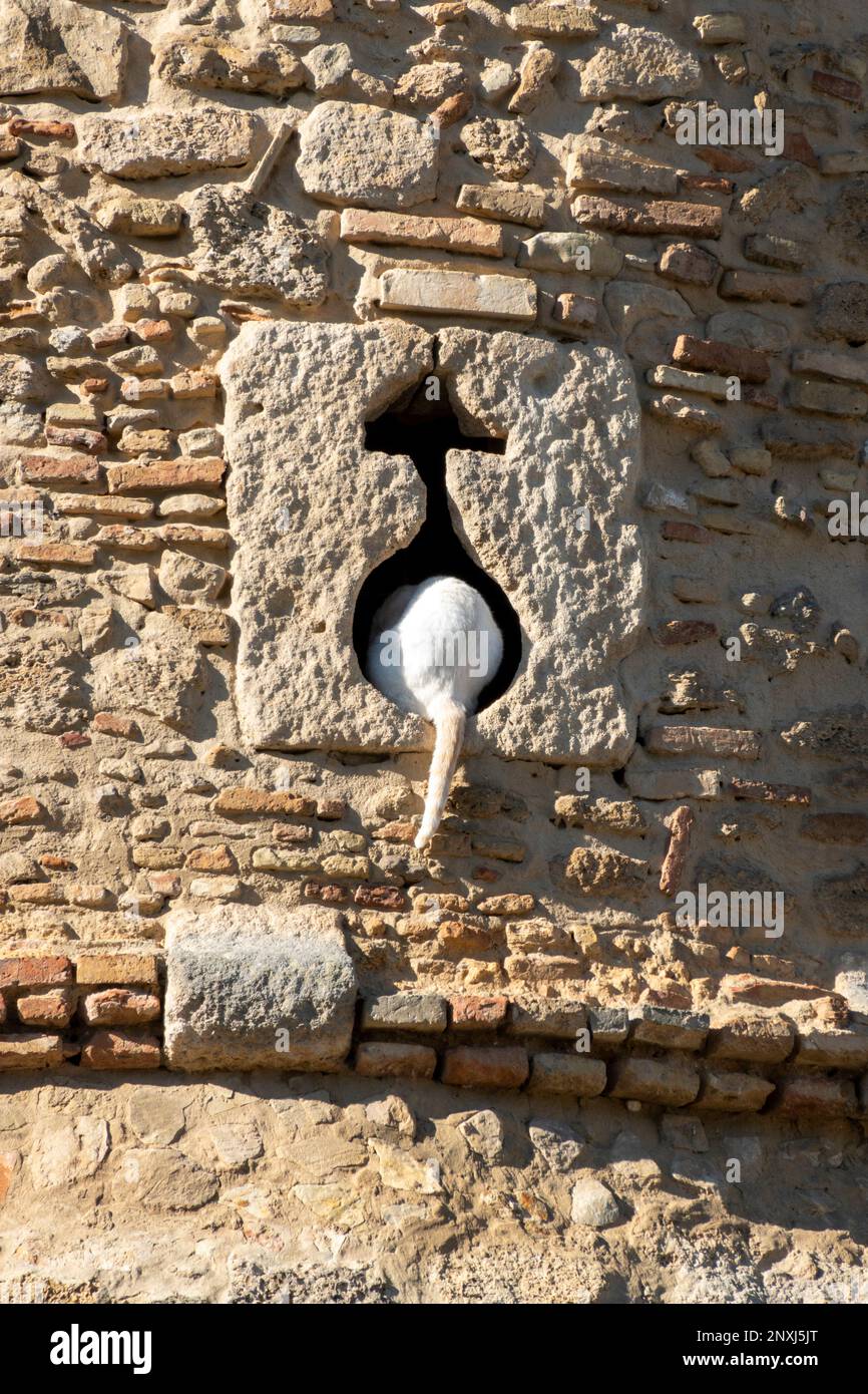A white cat entering through a small window of a castle Stock Photo
