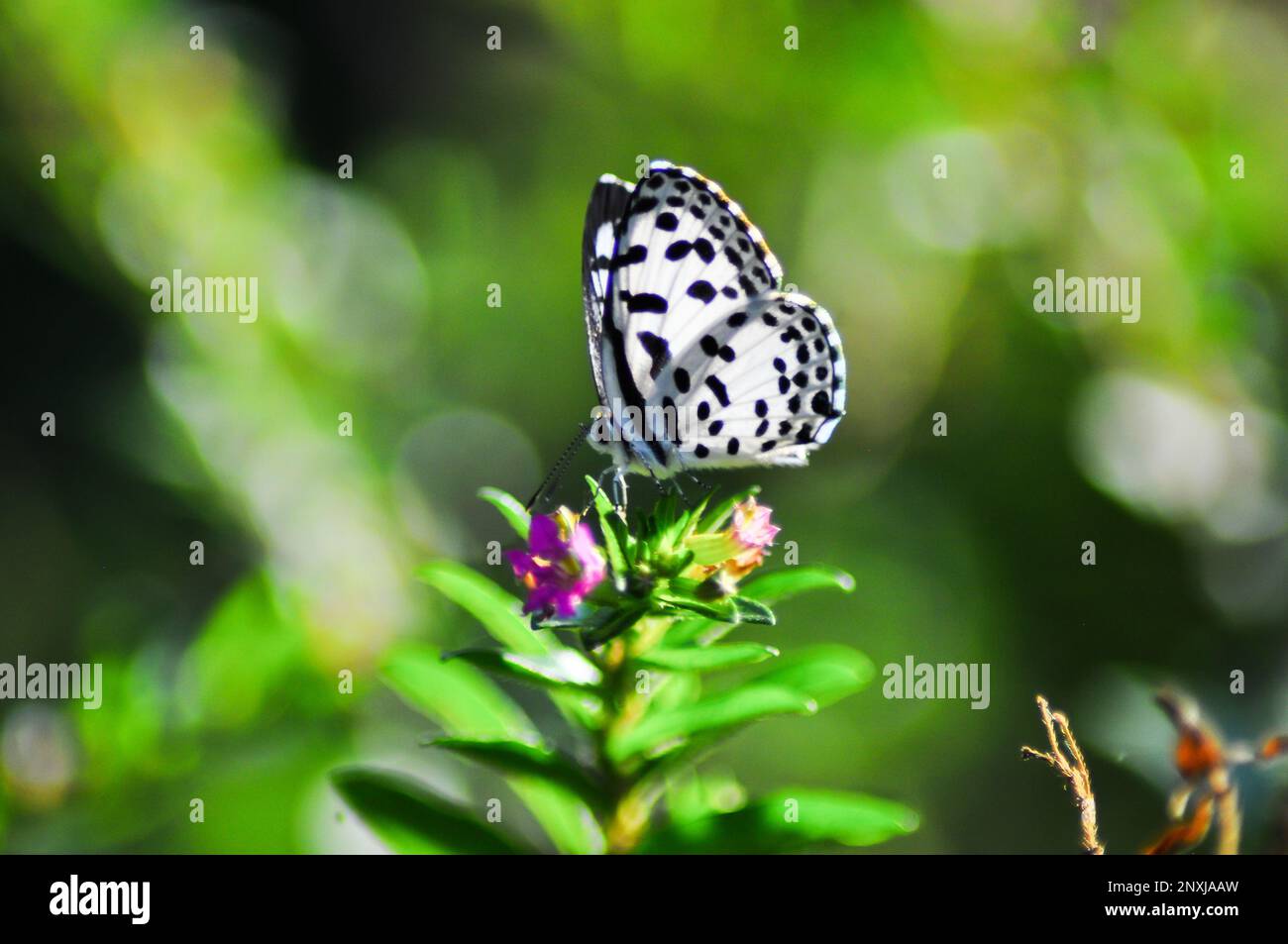 Butterfly picture in Dhaka, Bangladesh Stock Photo