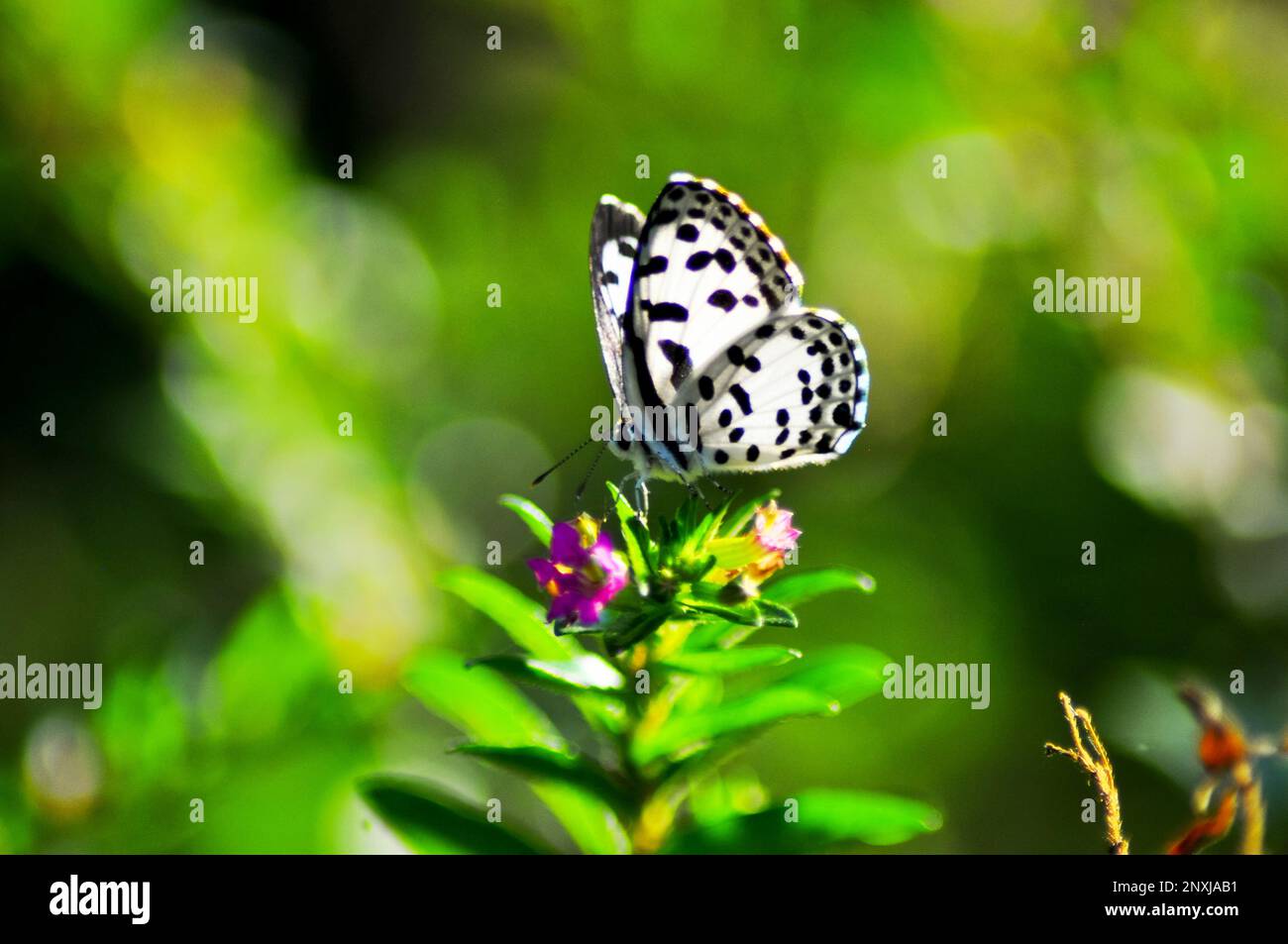 Butterfly picture in Dhaka, Bangladesh Stock Photo Alamy