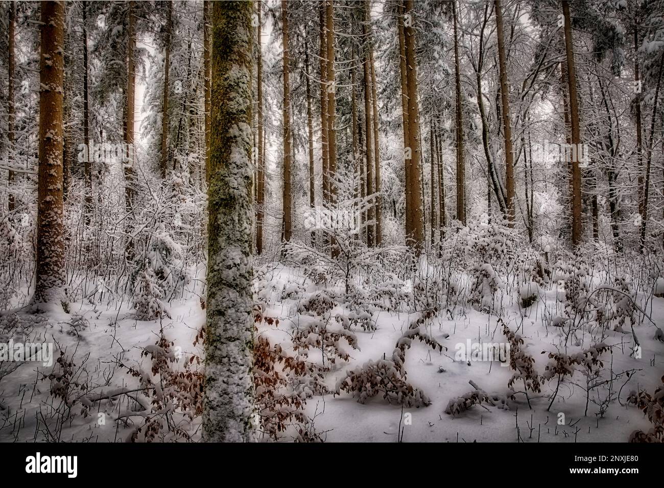 PHOTOGRAPHIC ART: The Mysterious Silence of Trees  (HDR-Image by Edmund Nagele FRPS) Stock Photo