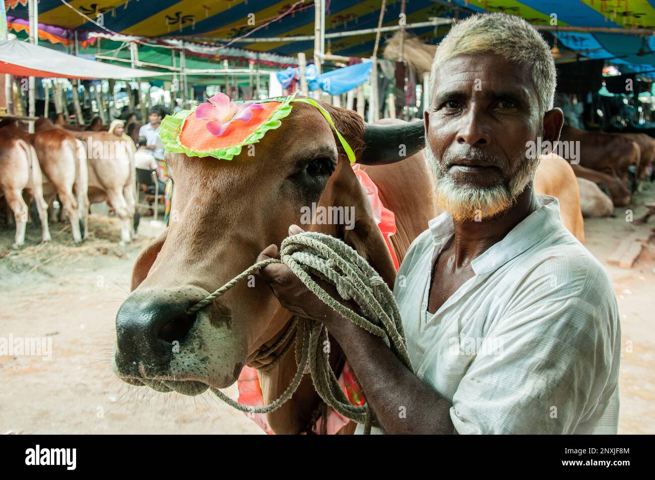 Cow market for Eid Ul Fitre muslim festival in Dhaka, Bangladesh Stock ...