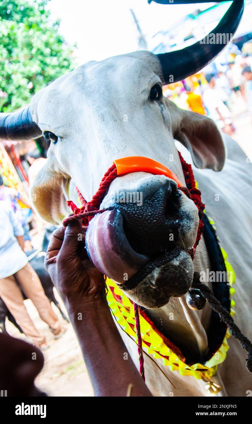 Cow market for Eid Ul Fitre muslim festival in Dhaka, Bangladesh. Stock Photo