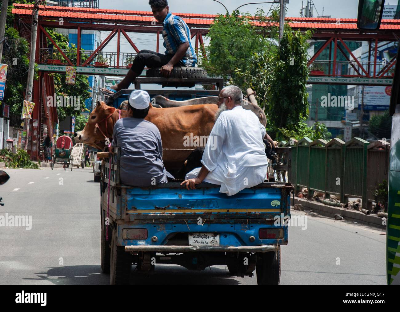 Cow market for Eid Ul Fitre muslim festival in Dhaka, Bangladesh. Stock Photo