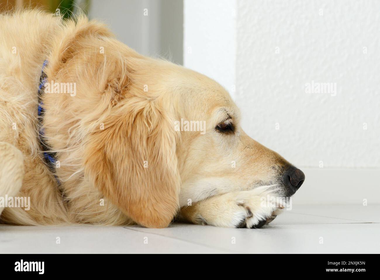 golden retriever dog lying and sleep on white tile Stock Photo