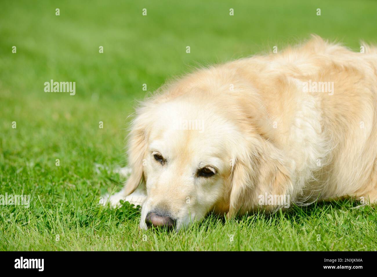 dog golden retriever lying on meadow in the garden and sniffs Stock ...