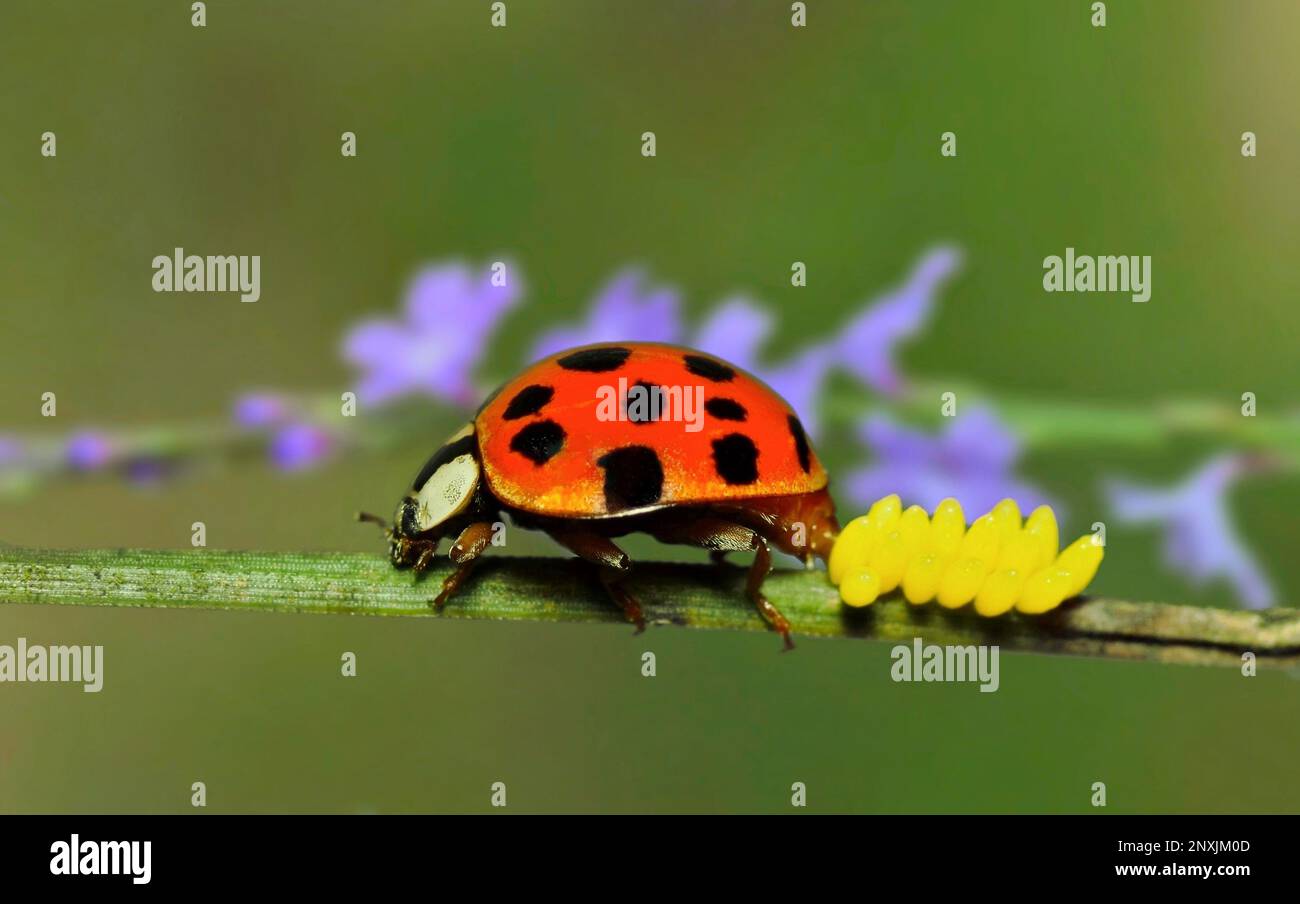 Multicolored Asian Lady Beetle (Harmonia axyridis) laying eggs on a plant stem during Springtime in Houston, Texas. Macro side view with copy space. Stock Photo