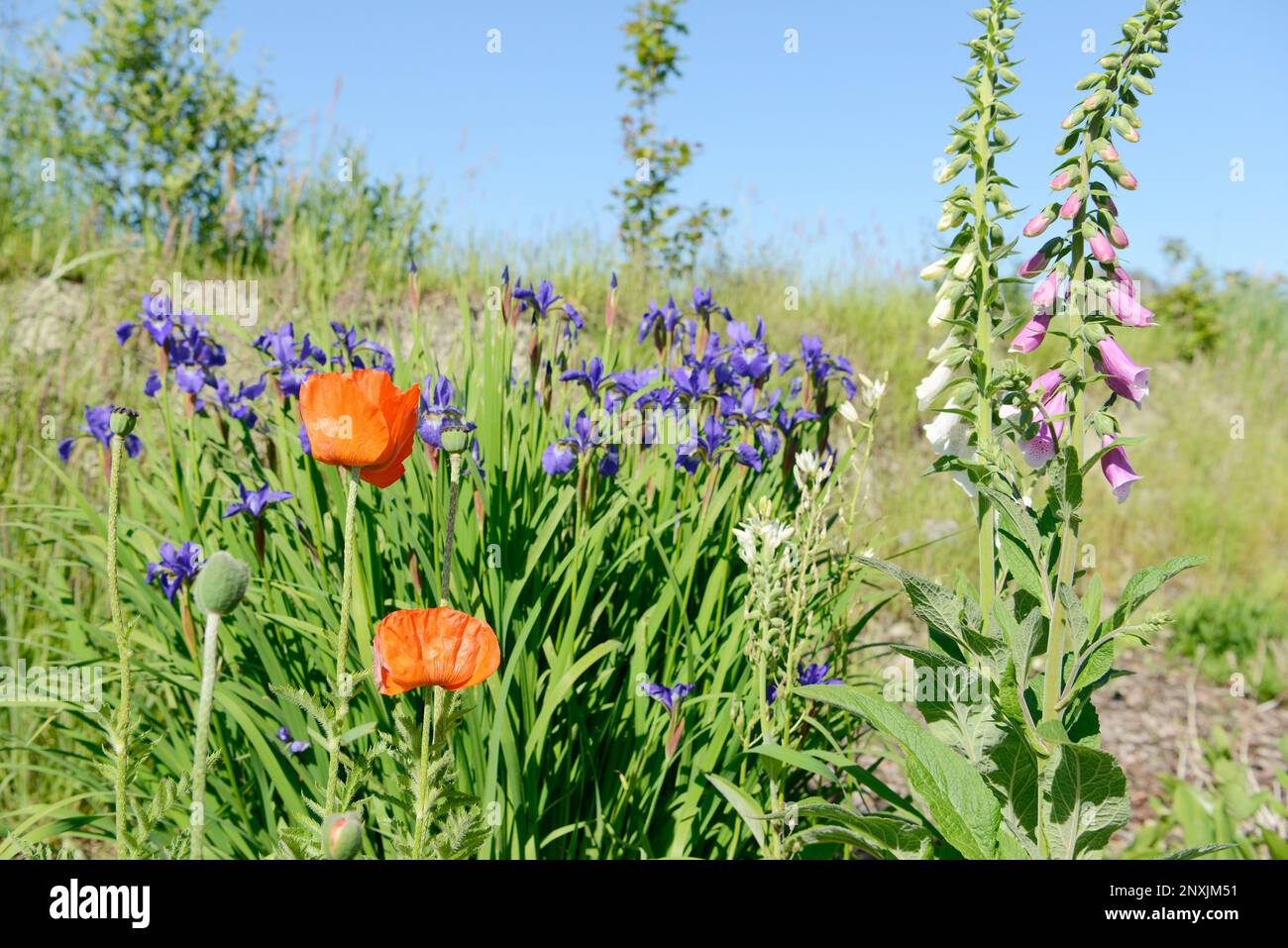 colorful flowering foxglove, lilies  and red poppy  in in the garden Stock Photo