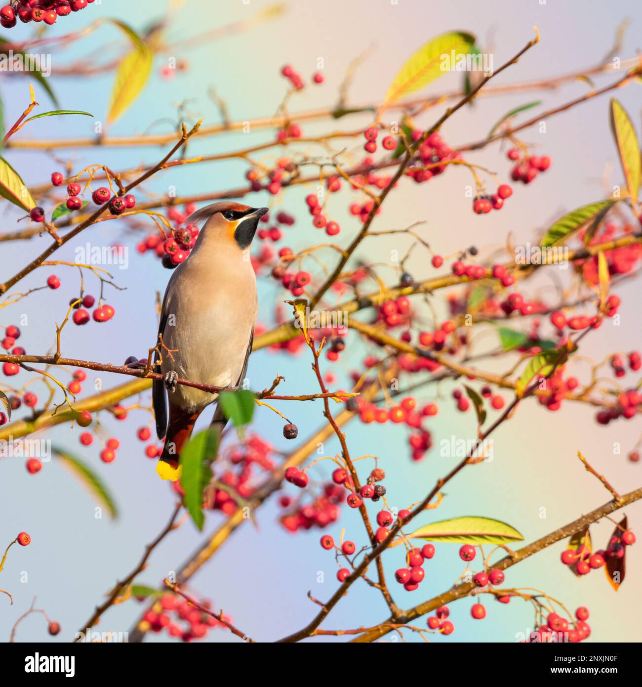 Waxwing bird perched on a berry bush in Bolton, UK, with a rainbow in the sky behind it. Square crop Stock Photo