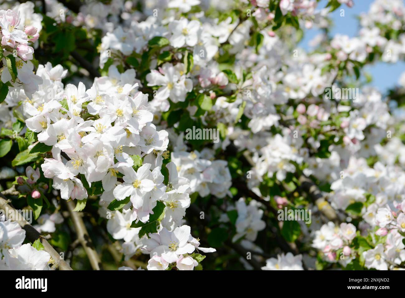 apple blossom on the tree in orchard Stock Photo