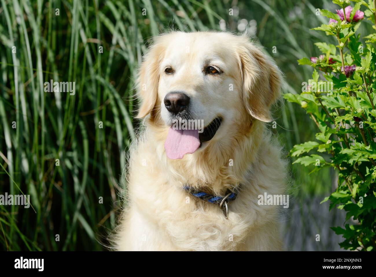 dog  golden retriever portrait in garden Stock Photo