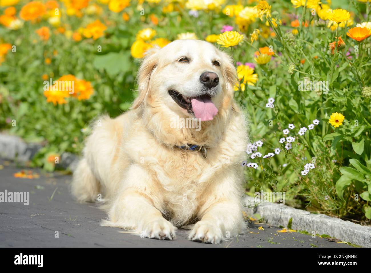 dog  golden retriever lying in the garden in front of flowers Stock Photo
