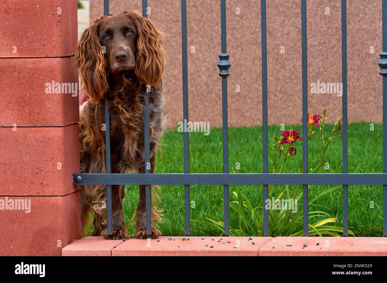 Portrait of the Irish setter through the fence bars in a Czech village Stock Photo