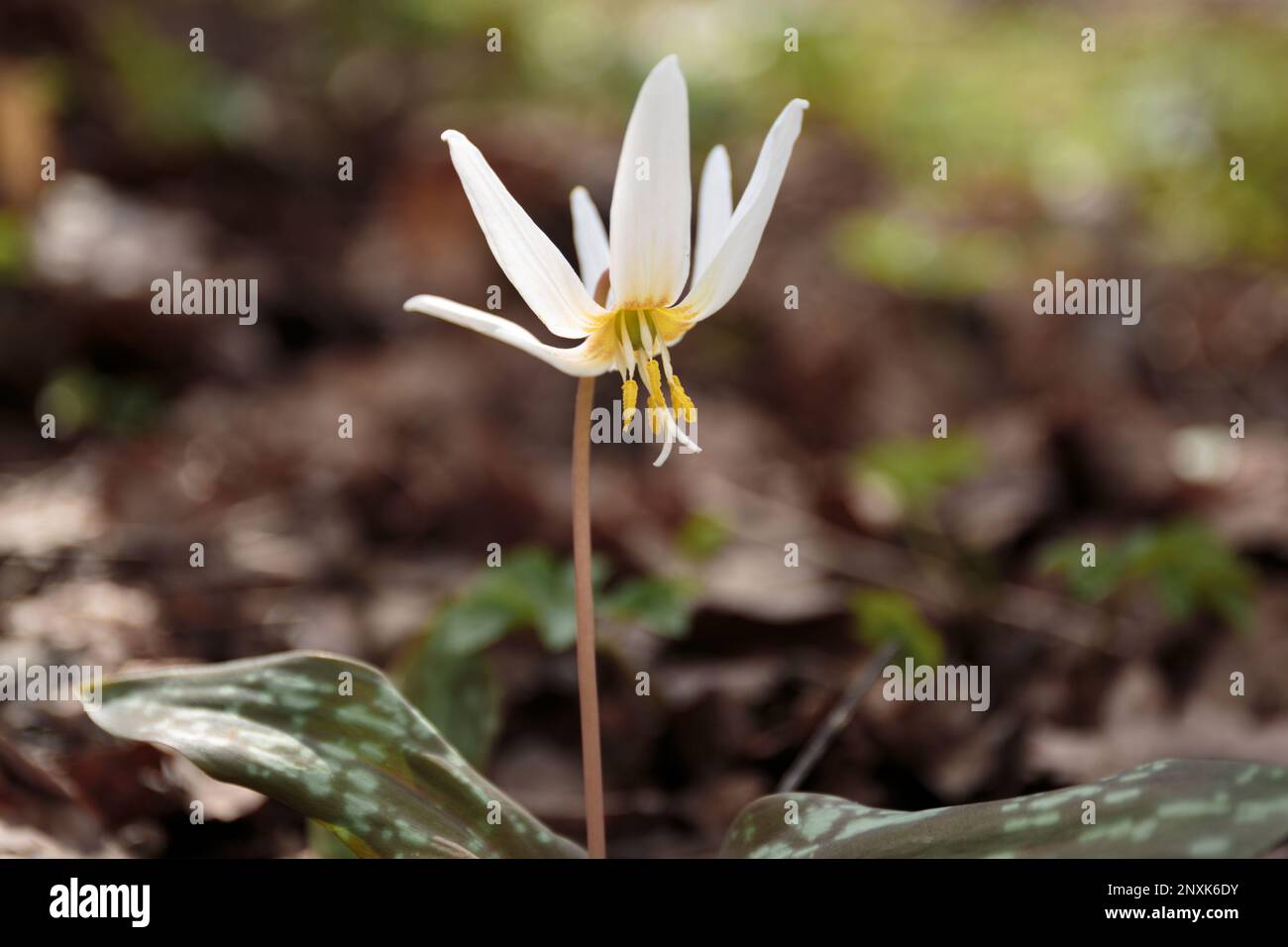 Erythronium.  Flower dens canis (viper grass) Siberian blooms in a meadow in spring. Dogtooth violet or the dog's tooth violet, late winter or early s Stock Photo