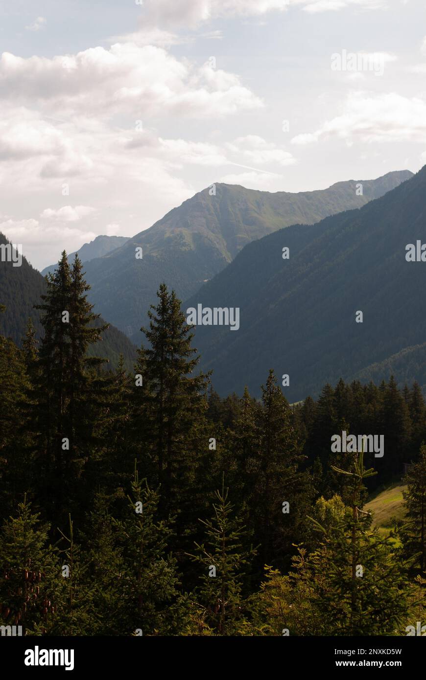 Fir trees in the mountains hi-res stock photography and images - Alamy