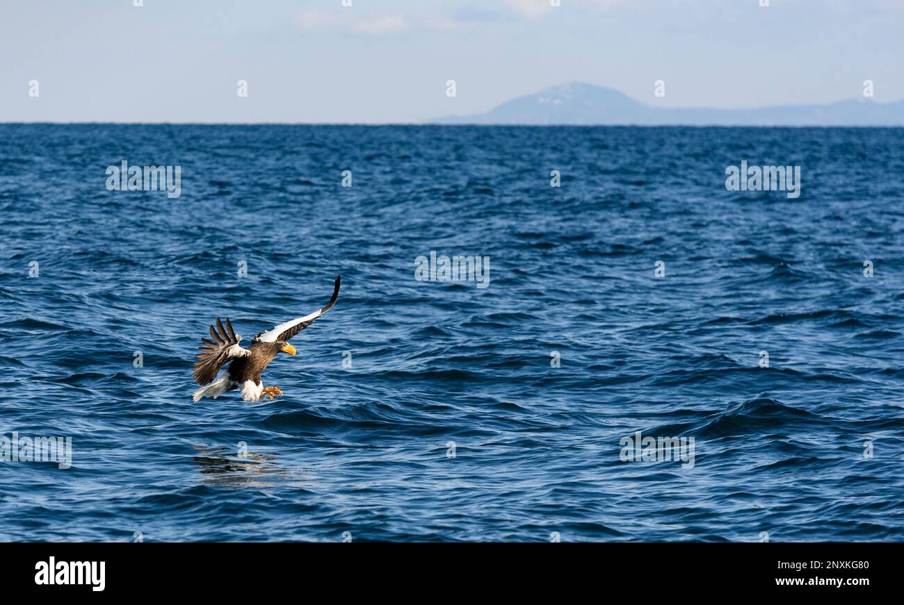 Steller's sea eagle (Haliaeetus pelagicus) catching fish at Rausu, Hokkaido, Japan. The island of Kunashir lies in the far background. Stock Photo