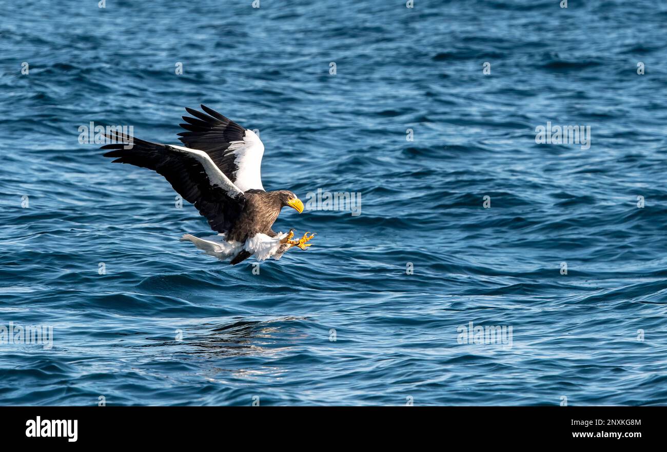 Steller's sea eagle (Haliaeetus pelagicus) catching fish at Rausu, Hokkaido, Japan. Stock Photo