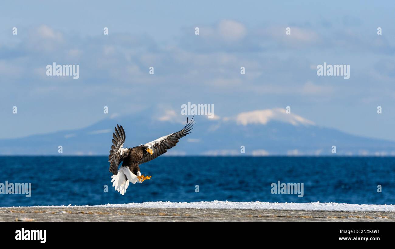 Steller's sea eagle (Haliaeetus pelagicus) landing on the wharf at Rausu, Hokkaido, Japan. The island of Kunashir lies in the far background. Stock Photo