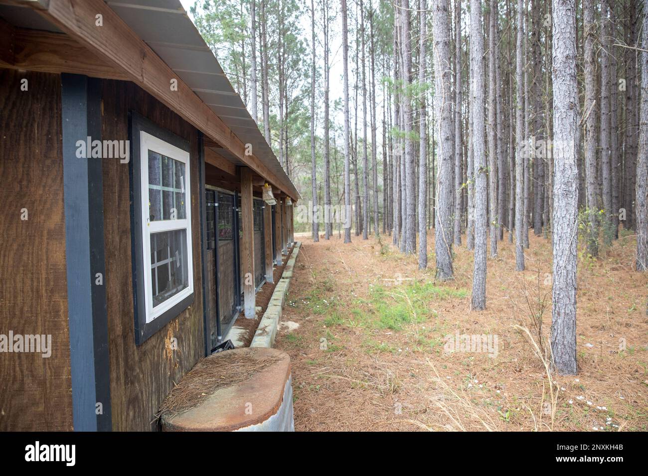 Behind the dog kennels at the Murdaugh Moselle property on Wednesday, March 1, 2023 in Islandton