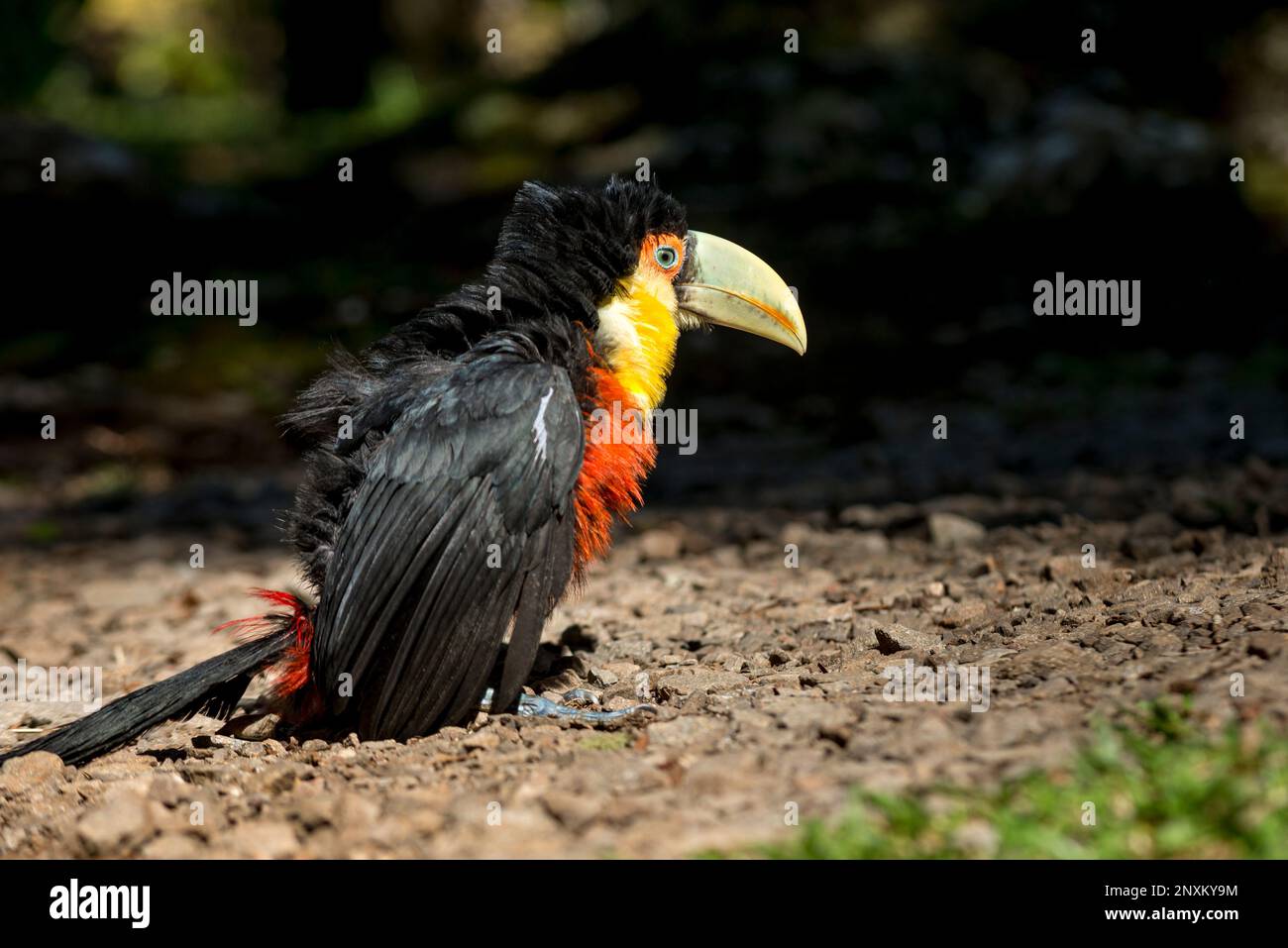green billed toucan baby on the ground ( tucano do bico verde ) Stock Photo