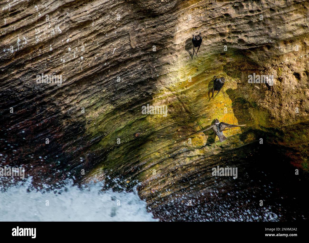 Swifts ( Apodidae ) , Perched on a Rock Stock Photo