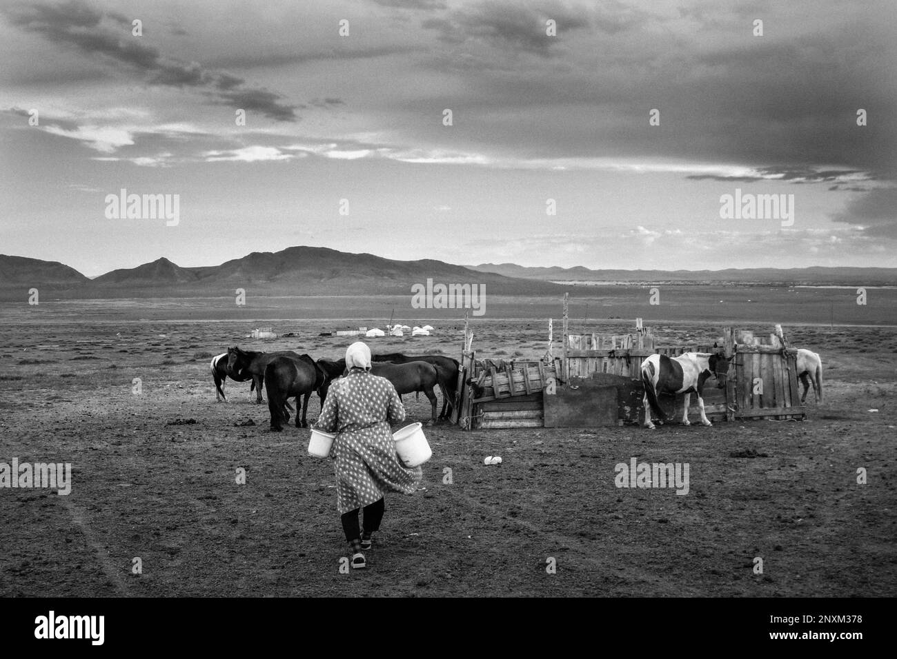Daily life, milking, Mongolian nomads, Mongolia Stock Photo - Alamy