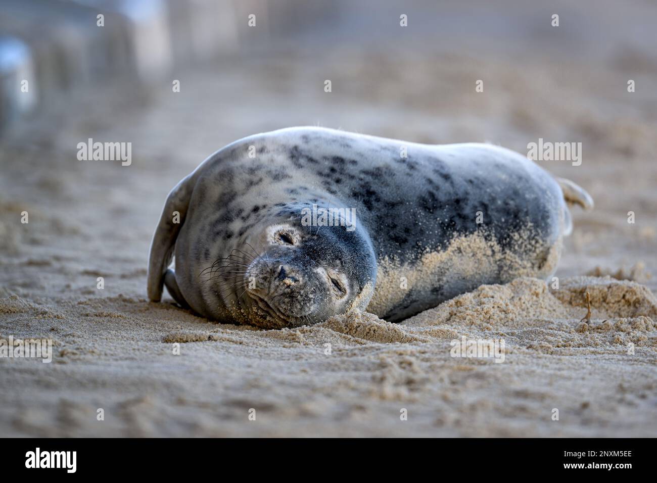 Common Seal Phoca vitulina resting on the North East Norfolk beach at Horsey, UK Stock Photo