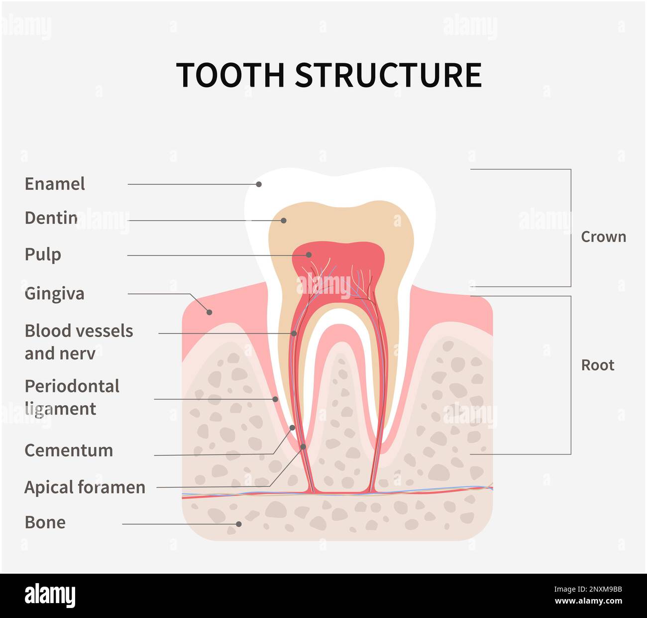 tooth structure on poster with captions Stock Photo