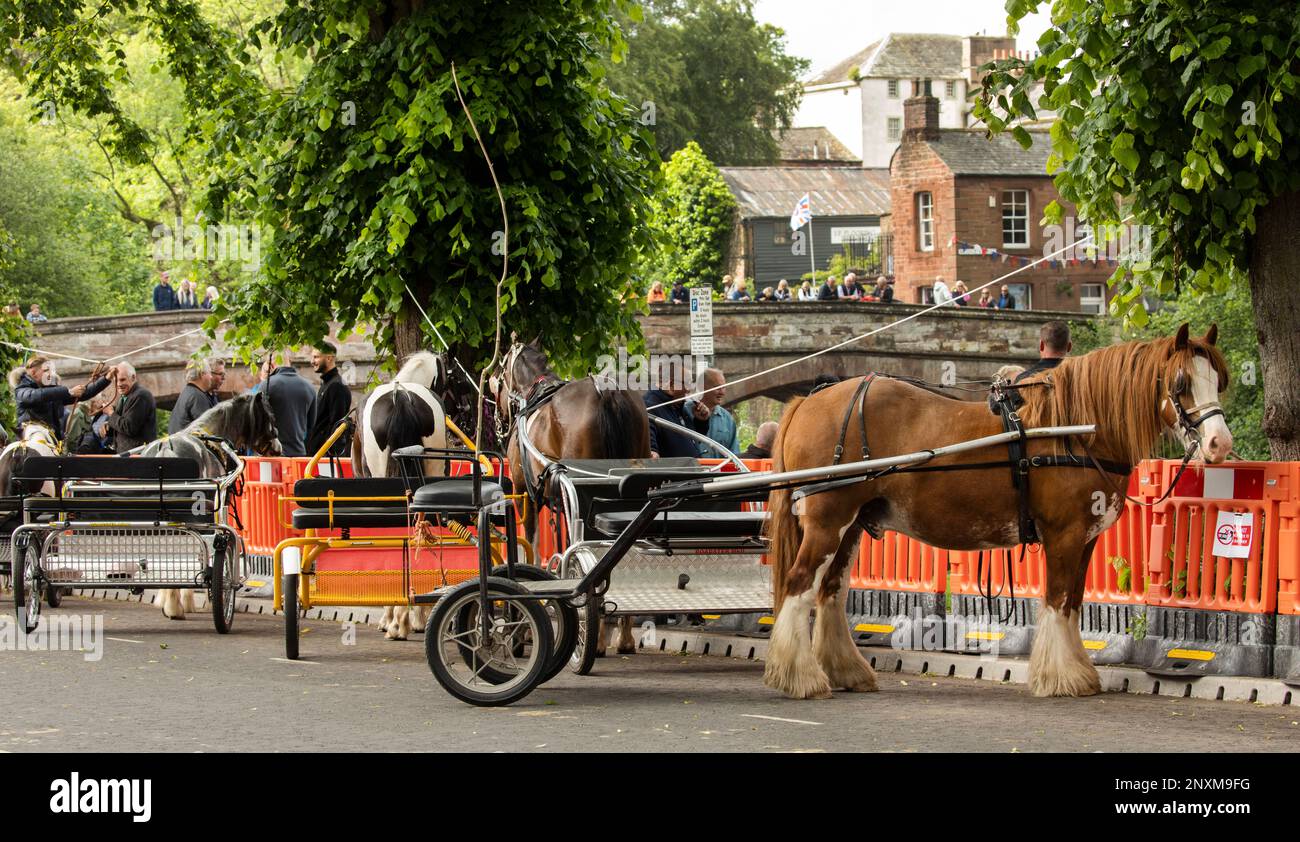 Large brown carthorse and other horses attached to trotting carts tethered on The Sands Appleby Horse Fair Appleby in Westmorland Eden Valley Cumbria Stock Photo