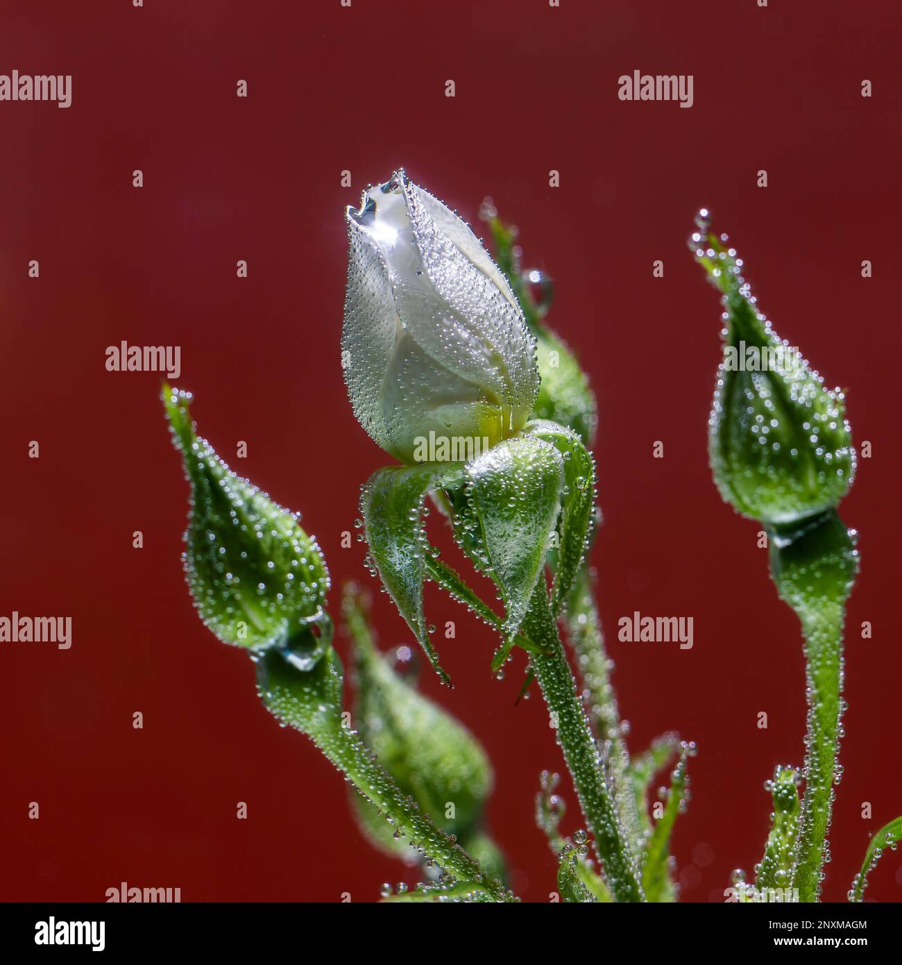 Rose underwater with air bubbles on red background Stock Photo - Alamy