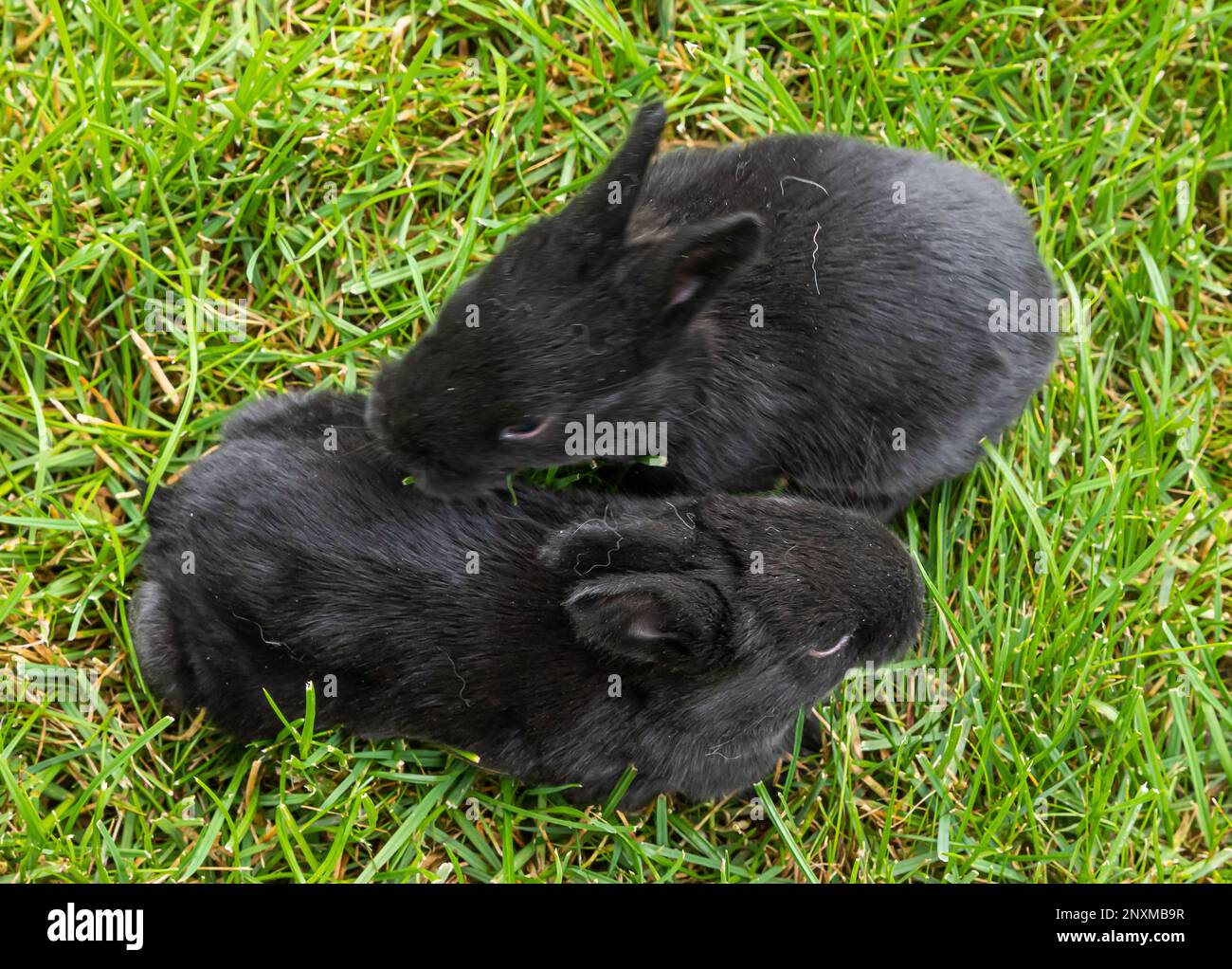 little black rabbits in the green grass Stock Photo Alamy