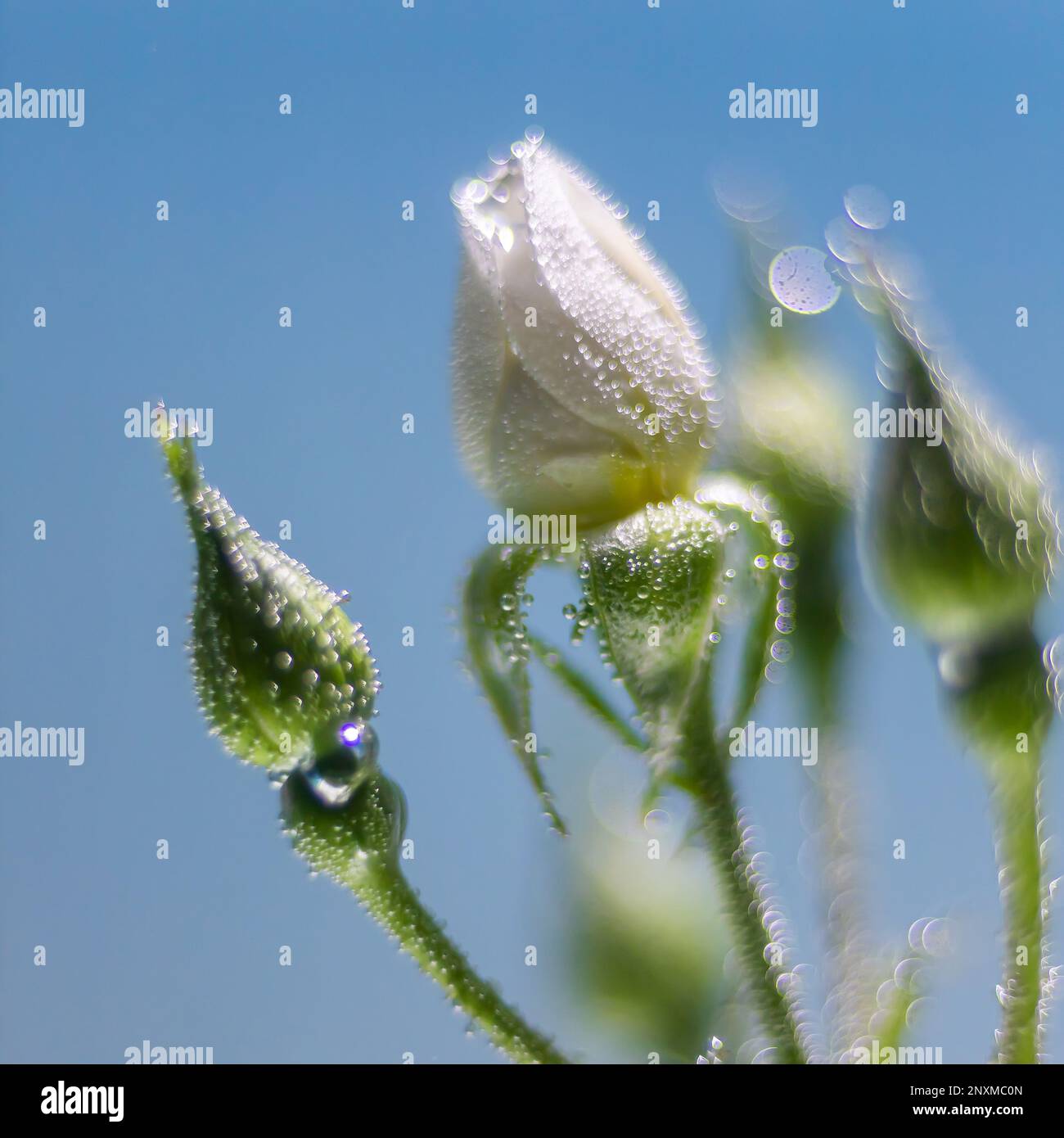 white rose underwater with air bubbles on a blue background Stock Photo ...