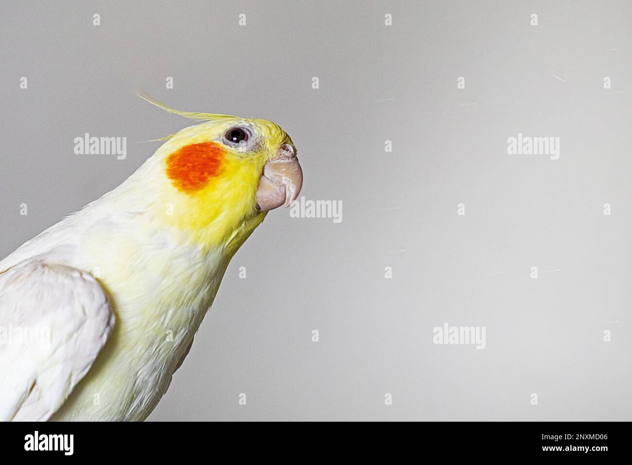 funny cockatiel parrot looks with his head tilted on a light background Stock Photo