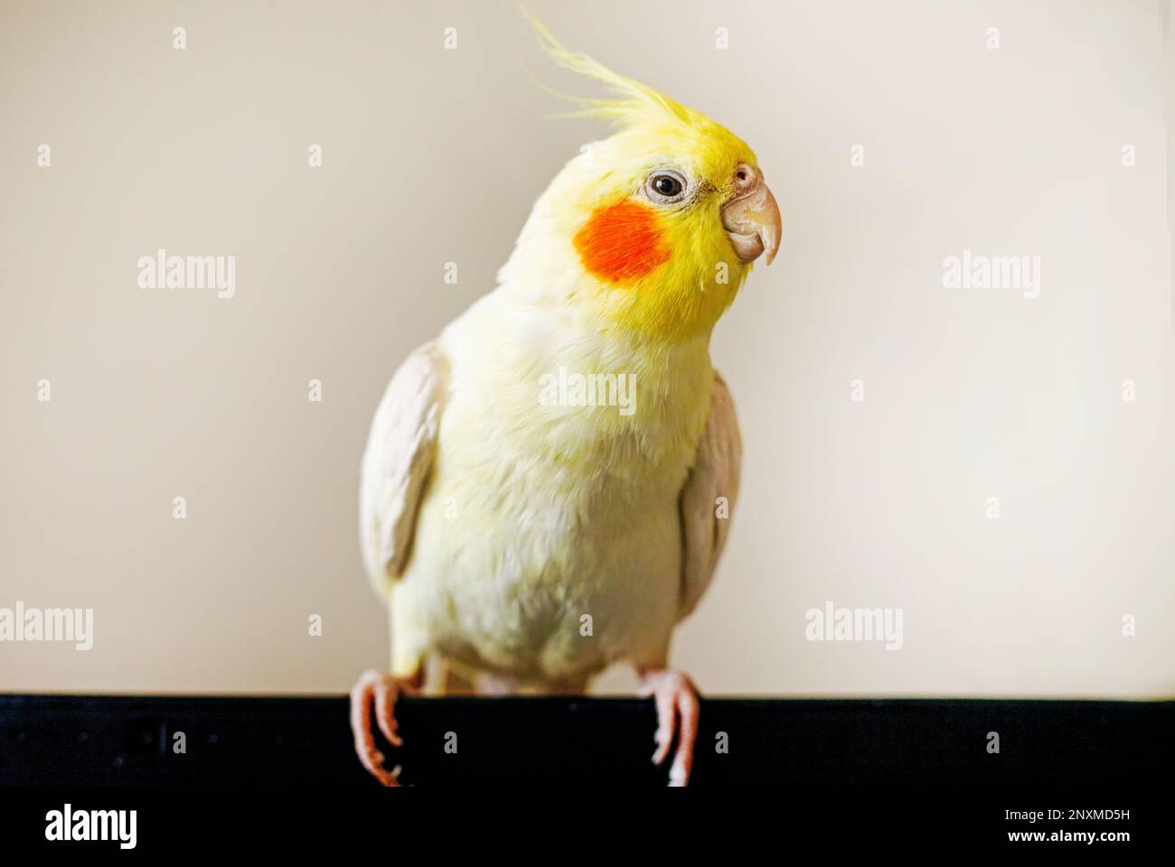 funny cockatiel parrot sits on a computer screen on a light background Stock Photo