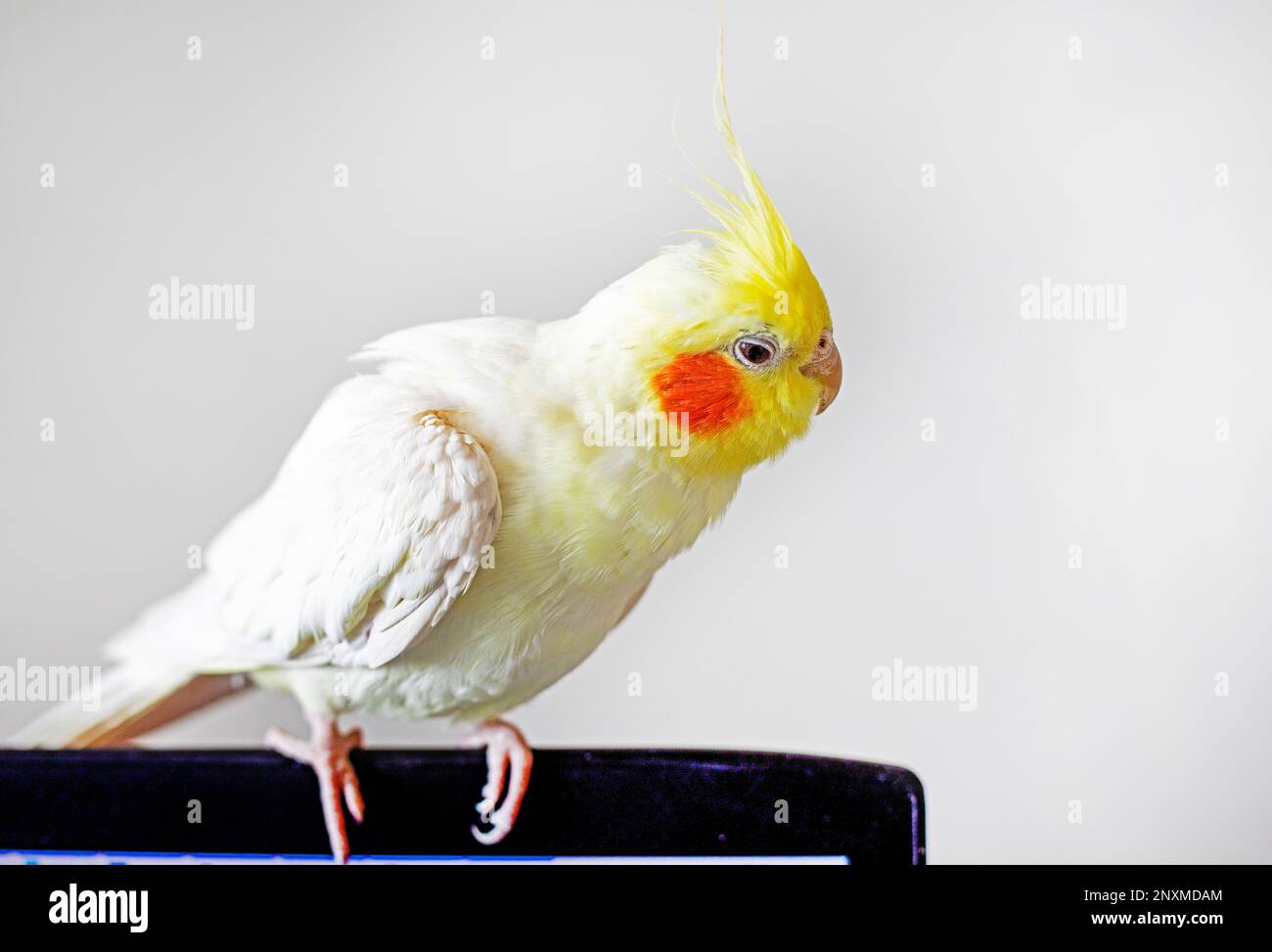 cute cockatiel parrot sits on a computer screen on a light background Stock Photo