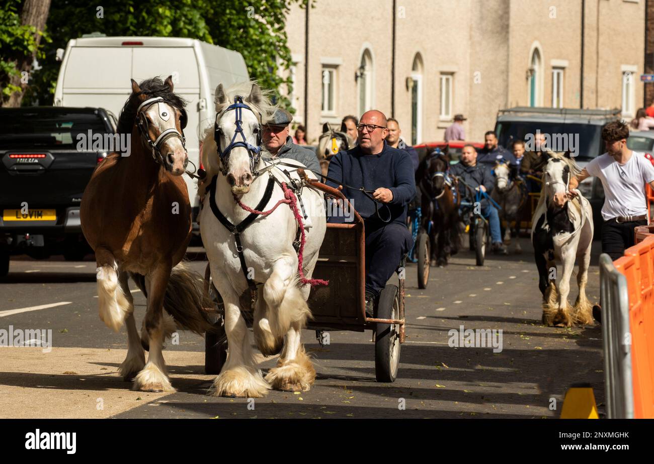 Two beautiful cart horses pulling a trotting cart with other trotting carts behind and young man walking a piebald horse at Appleby Horse Fair Cumbria Stock Photo