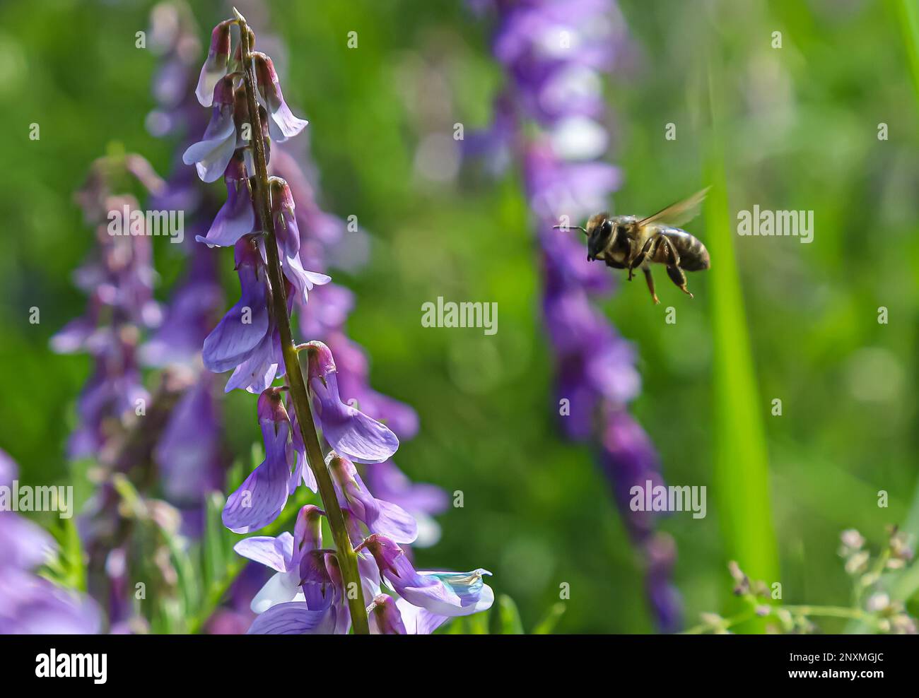 Grass and wildflowers hi-res stock photography and images - Alamy