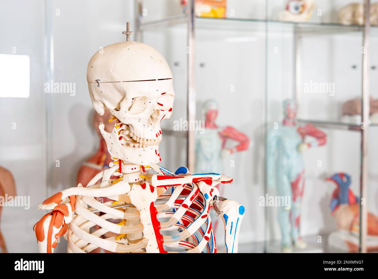 Human body, Anatomical mannequin,  skeleton system. Stock Photo