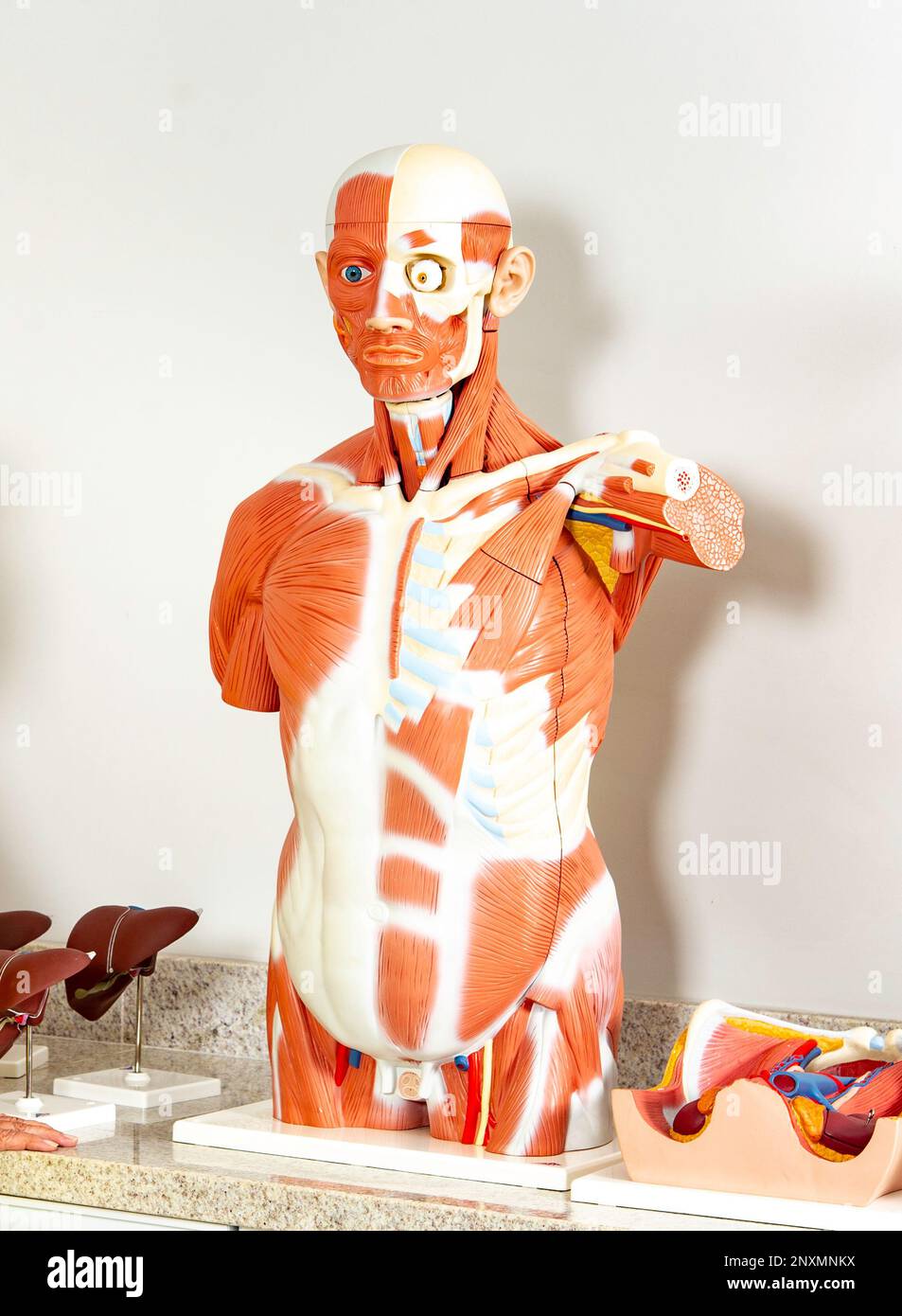 Human body, Anatomical mannequin, muscular system Stock Photo