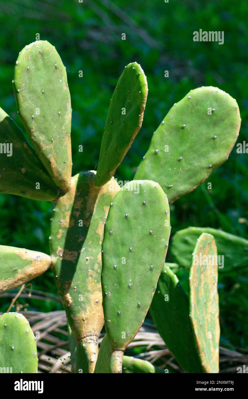 Opuntia, commonly called prickly pear or pear cactus, is a genus of flowering plants in the cactus family Cactaceae Stock Photo