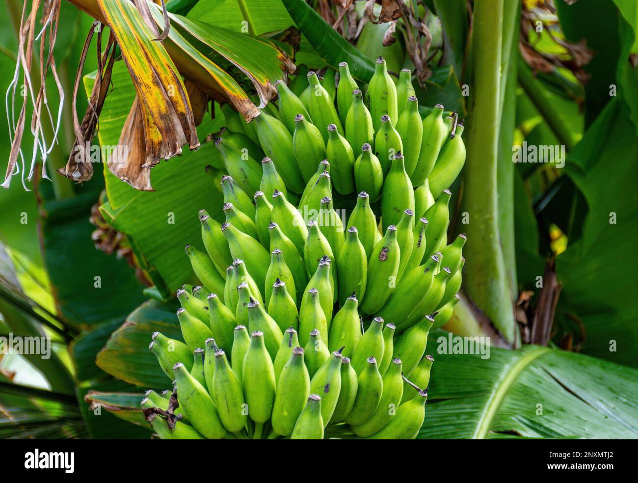 Closeup photo of cluster of green bananas growing on palm tree Stock
