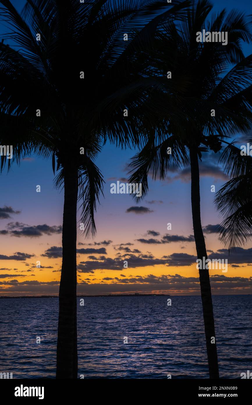 Dramatic sunrise through palm trees in Cancun Stock Photo Alamy