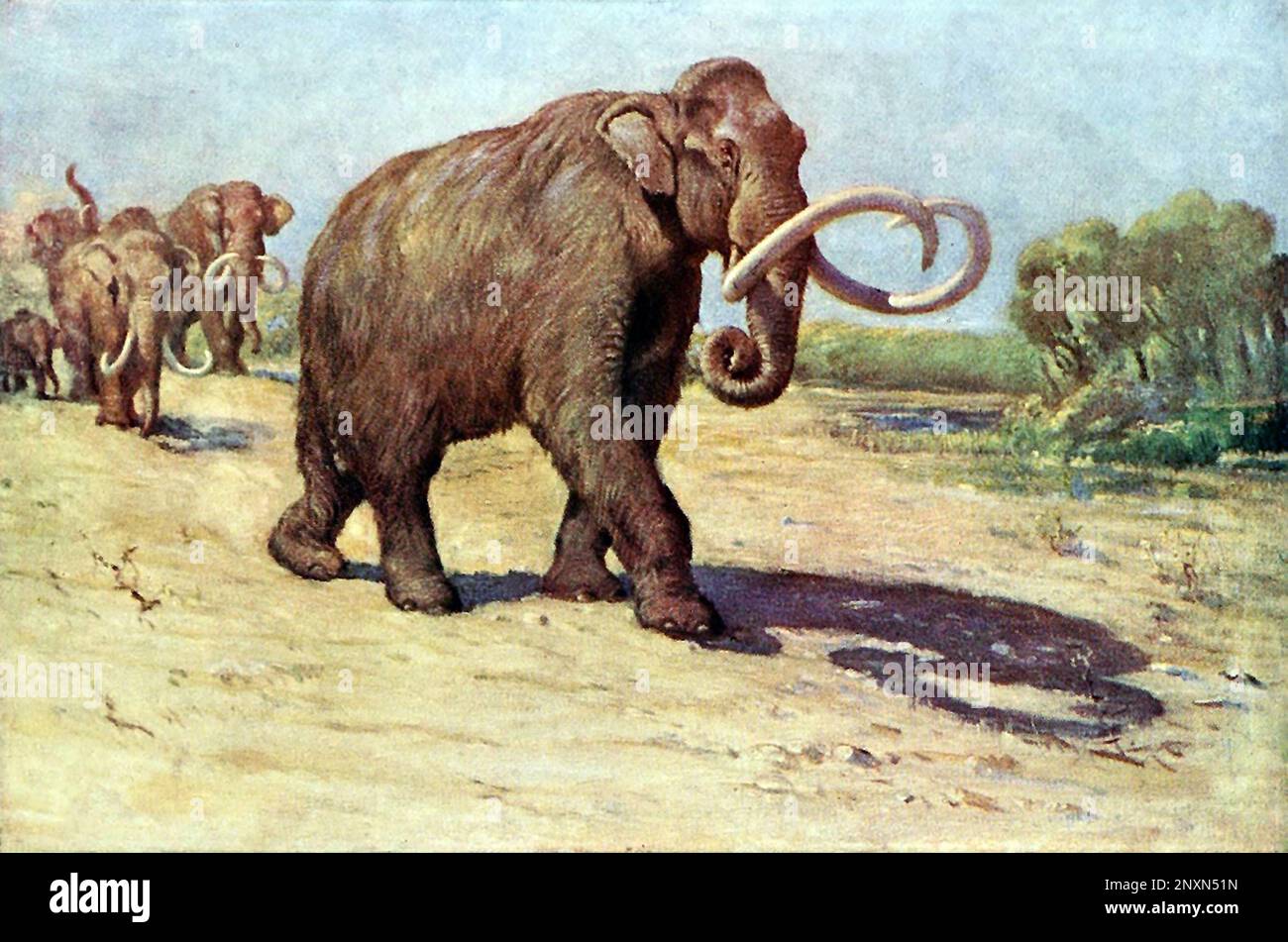 The Columbian mammoth (Mammuthus columbi) is an extinct species of mammoth that inhabited the Americas as far north as the Northern United States and as far south as Costa Rica during the Pleistocene epoch. Illustration by Charles R. Knight (1874,Ai1953), based on the AMNH specimen (formerly M. jeffersonii), 1909. Stock Photo