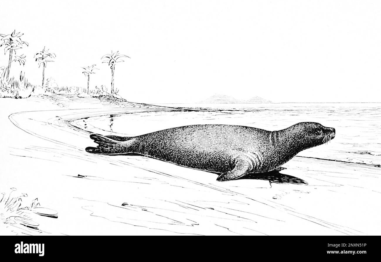 Extinct Caribbean Monk Seal, Monachus tropicalis. Illustration from The Fisheries and Fisheries Industries of the United States, by George Brown Goode, 1887./n Stock Photo